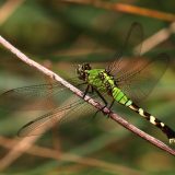 IMG_9439-choptank-eastern pondhawk-june 2020-lores