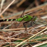IMG_9452-choptank-eastern pondhawk-june 2020-lores
