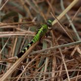 IMG_9457-choptank-eastern pondhawk-june 2020-lores