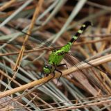 IMG_9459-choptank-eastern pondhawk-june 2020-lores