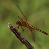 IMG_9459-choptank-orange meadowhawk-june 2020-lores