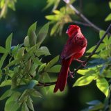 IMG_9486-choptank-red cardinal-tree-june 2020-crop-lores