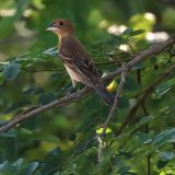 IMG_9491-choptank-female blue grosbeak-june 2020-lores