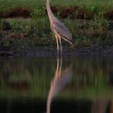 IMG_9518-choptank-great blue heron-reflect-june 2020-crop-lores