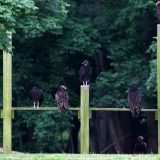 IMG_9523-choptank-vulture-perched-june 2020-lores