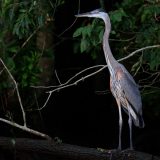 IMG_9534-choptank-great blue heron-trunk-june 2020-lores