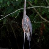 IMG_9538-choptank-great blue heron-trunk-june 2020-lores