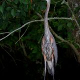 IMG_9543-choptank-great blue heron-trunk-june 2020-lores