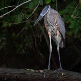 IMG_9552-choptank-great blue heron-trunk-june 2020-lores