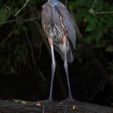 IMG_9554-choptank-great blue heron-trunk-june 2020-crop-lores