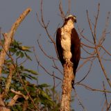 IMG_9567-choptank-osprey-june 2020-crop-lores