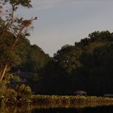 IMG_9572-choptank-osprey-june 2020-lores