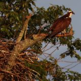 IMG_9589-choptank-osprey-june 2020-lores