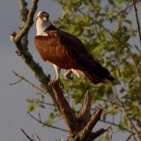 IMG_9599-choptank-osprey-june 2020-crop-lores