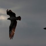 IMG_9607-choptank-osprey-june 2020-crop-lores