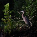 IMG_9611-choptank-great blue heron-light-june 2020-lores