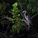 IMG_9618-choptank-great blue heron-light-june 2020-lores
