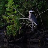 IMG_9630-choptank-great blue heron-light-june 2020-crop-lores
