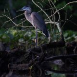 IMG_9635-choptank-great blue heron-trunk-june 2020-lores