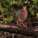 IMG_9645-choptank-tri-color heron-june 2020-crop-lores