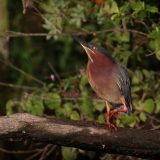 IMG_9655-choptank-tri-color heron-june 2020-crop-lores