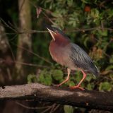 IMG_9656-choptank-tri-color heron-june 2020-crop-lores