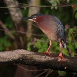 IMG_9660-choptank-tri-color heron-june 2020-crop-lores
