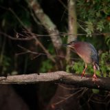 IMG_9660-choptank-tri-color heron-june 2020-lores