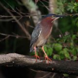 IMG_9668-choptank-tri-color heron-june 2020-crop-lores