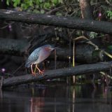 IMG_9673-choptank-tri-color heron-june 2020-lores