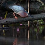 IMG_9681-choptank-tri-color heron-june 2020-crop-lores