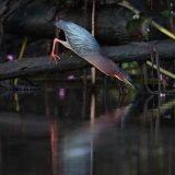 IMG_9682-choptank-tri-color heron-june 2020-crop-lores