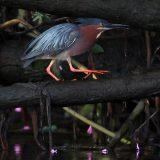 IMG_9689-choptank-tri-color heron-june 2020-crop-lores