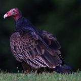 IMG_9712-choptank-vulture-ground-june 2020-lores