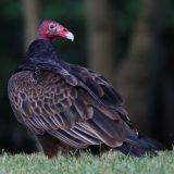 IMG_9715-choptank-vulture-ground-june 2020-lores
