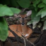 IMG_9725-choptank-deer resting under tree-june 2020-crop-lores