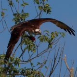 IMG_9726-choptank-osprey-june 2020-lores