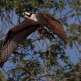 IMG_9729-choptank-osprey-june 2020-crop-lores