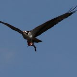 IMG_9736-choptank-osprey-june 2020-lores