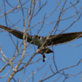 IMG_9740-choptank-osprey-june 2020-crop-lores