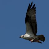 IMG_9744-choptank-osprey-june 2020-lores