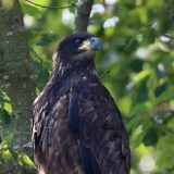 IMG_9753-choptank-eagle in tree-june 2020-lores