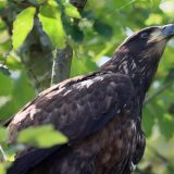 IMG_9776-choptank-eagle in tree-june 2020-crop-lores