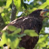 IMG_9779-choptank-eagle in tree-june 2020-crop-lores