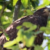 IMG_9780-choptank-eagle in tree-june 2020-crop-lores