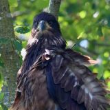 IMG_9786-choptank-eagle in tree-june 2020-crop-lores