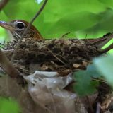 IMG_9870-NWbranch-robin-nest-jul 2020-lores