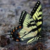 IMG_9891-longbranch-butterfly-jul 2020-lores