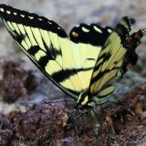 IMG_9895-longbranch-butterfly-jul 2020-lores