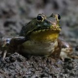 IMG_9929-NWbranch-frog-jul 2020-lores